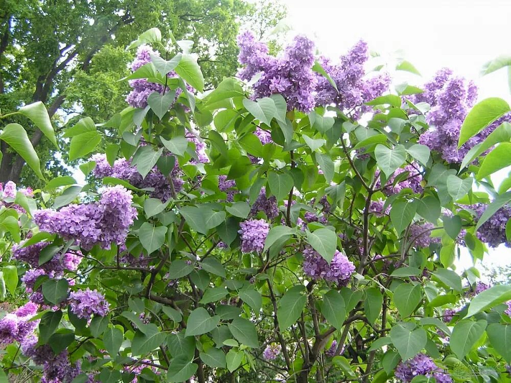 Сирень Максимович. Сирень Maximowicz. Сирень обыкновенная Максимович Syringa vulgaris Maximowicz. Сирень Syringa vulgaris.