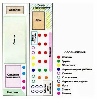 Схема расположения деревьев