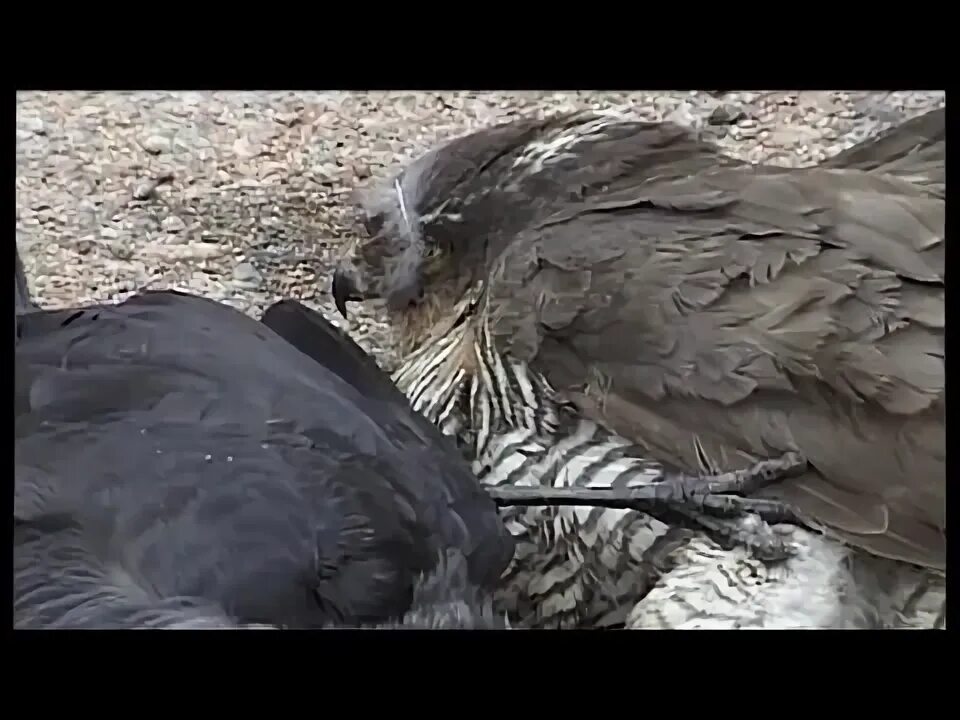 Ястреб против. Сокол охотится. Ястреб тетеревятник сапсан. Ястреб против. Сокол сапсан ястреб коршун.