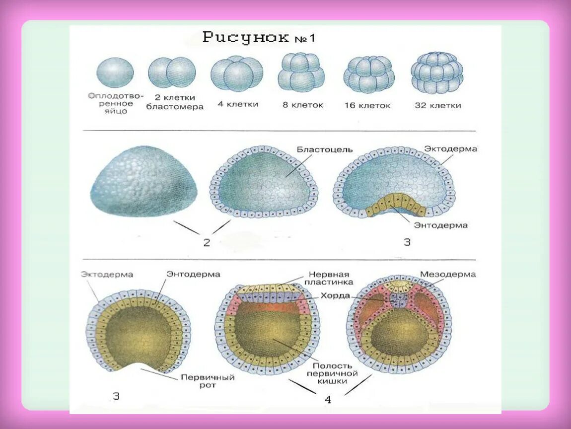 Цикл онтогенез. Морула бластула бластоцель. Схема индивидуального развития онтогенез. Индивидуальное развитие организма схема. Индивидуальное развитие биология 9 класс.
