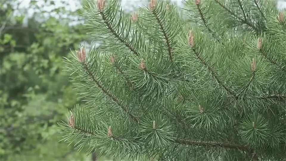 Pine up. Pine up