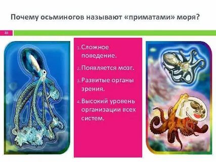Почему осьминог