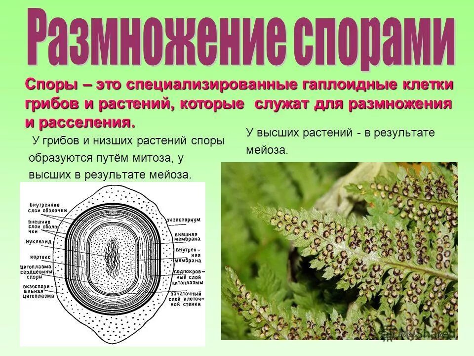 Определение бесполового размножения. Бесполое размножение. Половое размножение размножение. Размножение определение биология. Половое размножение кратко.