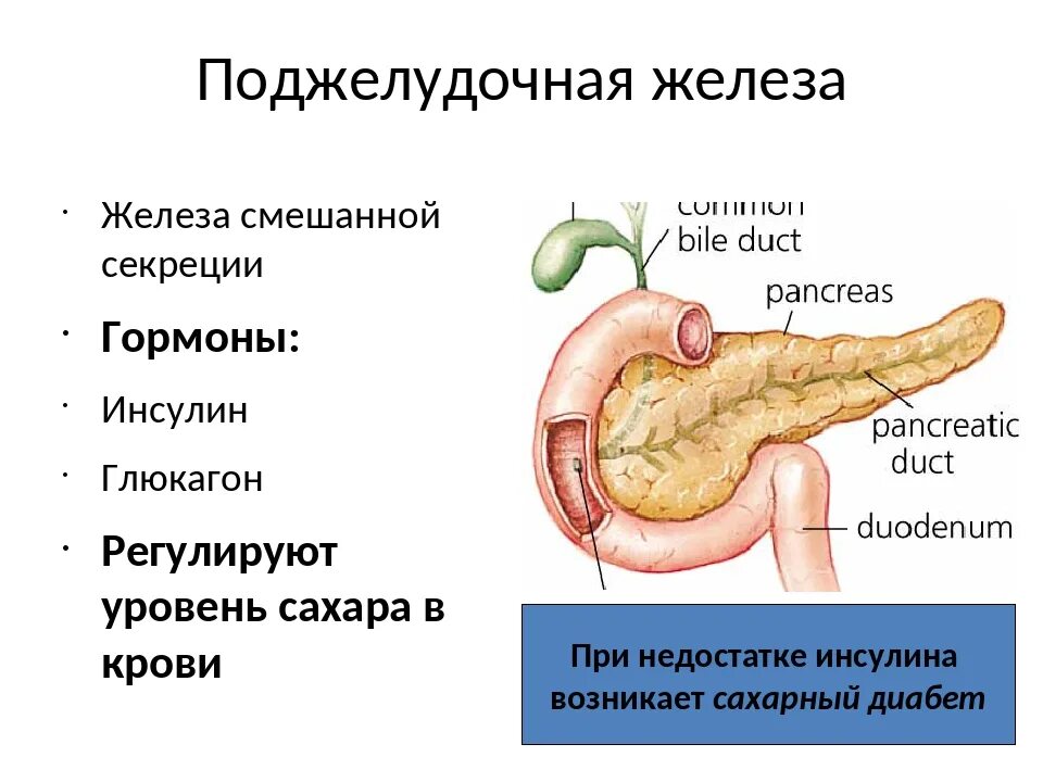 Эндокринная часть поджелудочной железы гормоны. Части поджелудочной железы и функции. Функции поджелудочной железы схема. Поджелудочная железа анатомия функции.