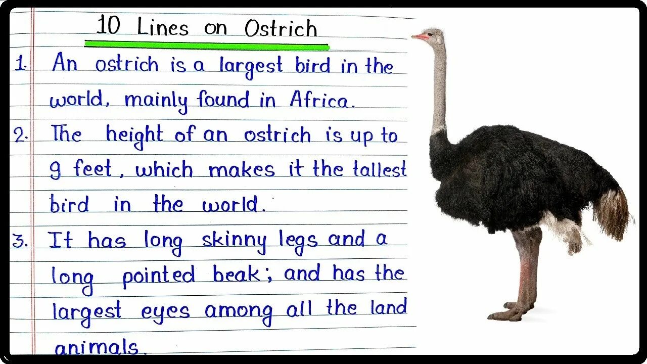 Страус на английском. Английский страус по-английски. Ostrich перевод. Страус на английском. Строение страуса.