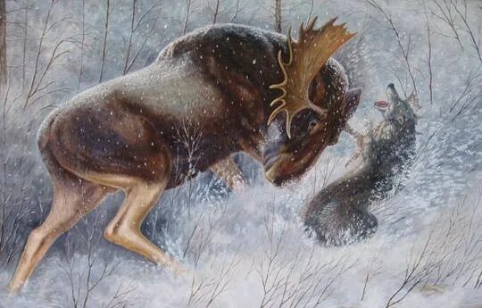 Про лося и волка. Robert Bateman Лось. Картины художника Татьяны Данчуровой.