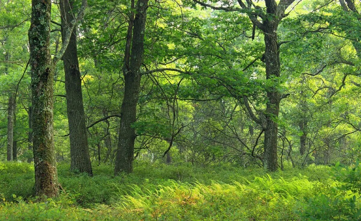 Сопутствующие виды лиственного леса. Дуб широколиственный лес. Широколиственный лес Дубрава. Широколиственный листопадный лес. Широколиственный лес зона.