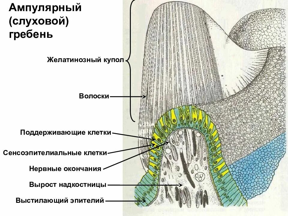 Ампулярный гребешок гистология. Желатинозная субстанция. Желатинозная субстанция спинного мозга. Слуховой гребешок гистология.