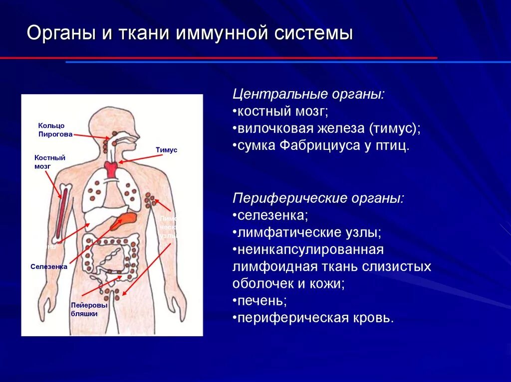 Иммунный центр. Строение иммунной системы. Периферические органы иммунной системы. Селезенка Центральный орган иммунной системы. Перечислите центральные и периферические органы иммунной системы. Центральные органы иммунной системы таблица.