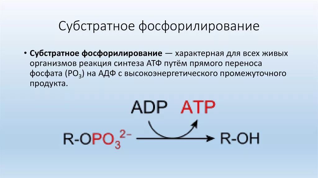 Образование атф сопровождается. Реакции субстратного фосфорилирования, протекающие при гликолизе. Реакция субстратного фосфорилирования в общем виде. Характеристика субстратного фосфорилирования. Субстратное фосфорилирование биохимия примеры.