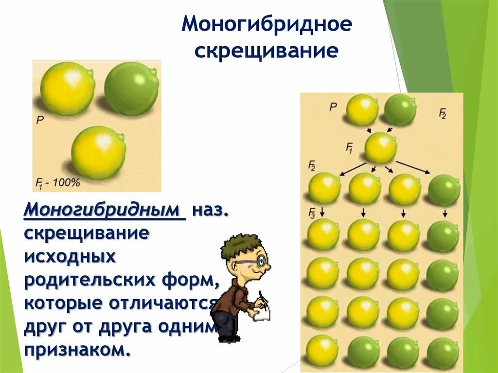 Моногибридное скрещивание какое расщепление. Моногибридное скрещивание формула. Закономерности наследования моногибридное скрещивание схема. Моногибридное и дигибридное скрещивание. 3 Закономерности моногибридного скрещивания.