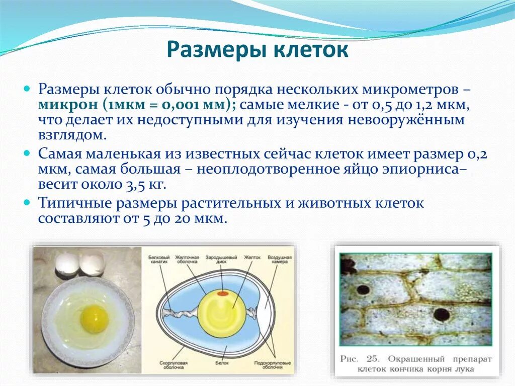 Максимальный размер клетки