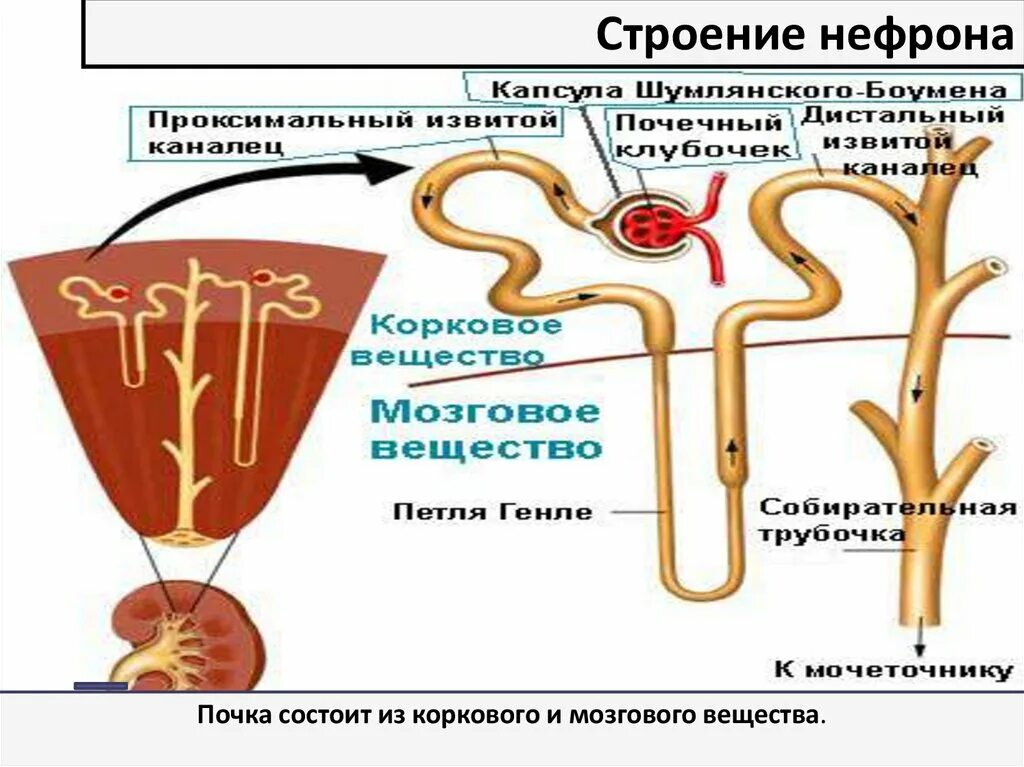 Нефрон строение