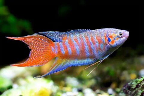 Макропод (Macropodus opercularis)