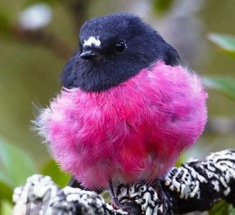 Малиновогрудая петроика. Малиновогрудая петроика / Pink Robin (Petroica rodinogaster). Малиновогрудая петроика птица самец и самка. Проект о Малиновогрудая петроика.