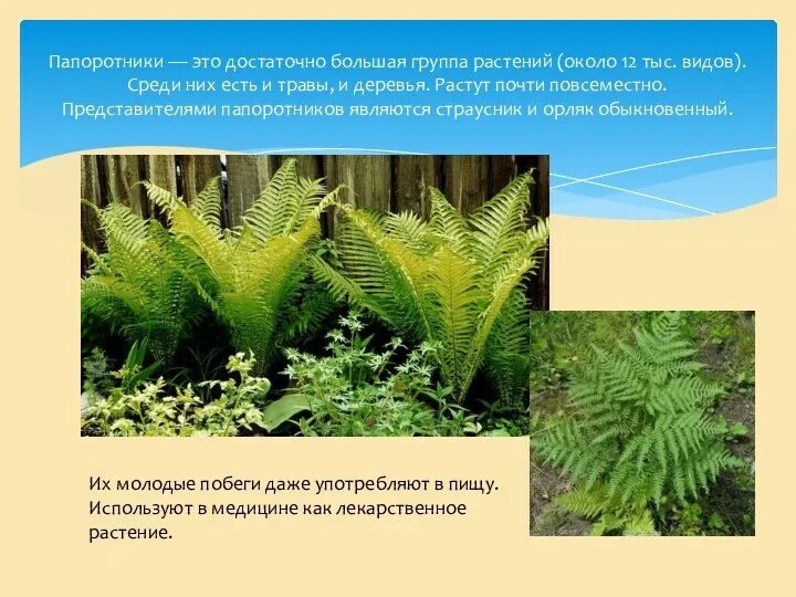 Папоротник это низшее растение. Обои папоротник. Папоротник это низшее растение. Папоротники высшие или низшие. Страусник гигантский.