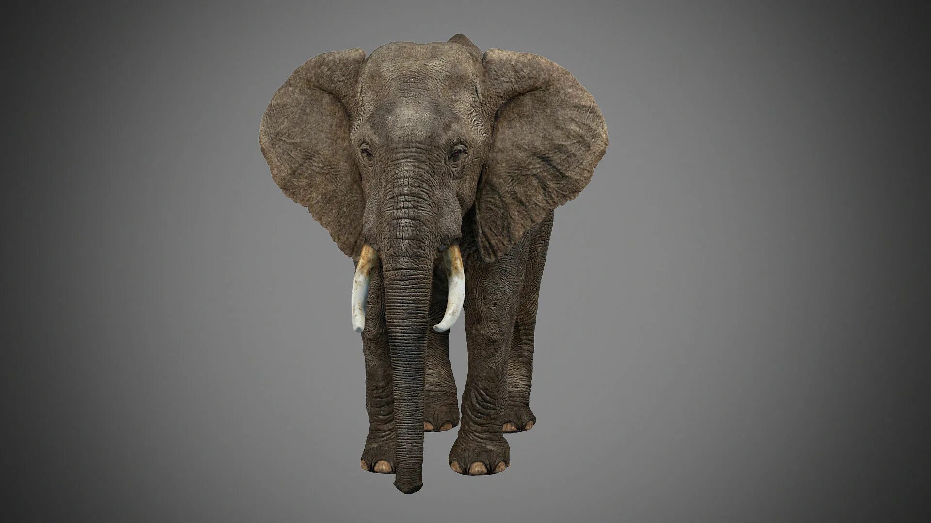 Мод на слоник. Модель слона. Слон 3д модель. Слон 3d модель. Слоник 3d модель.