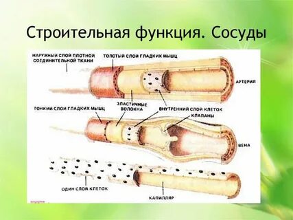 Слои капилляров