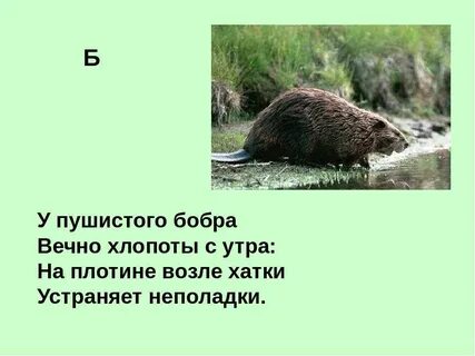 Песня про бобра текст