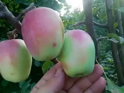Фото яблони кандиль синап