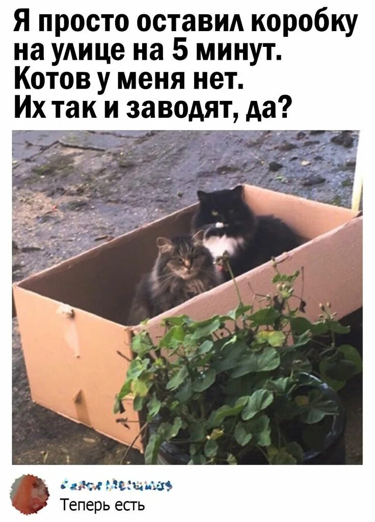 У меня есть только кошка