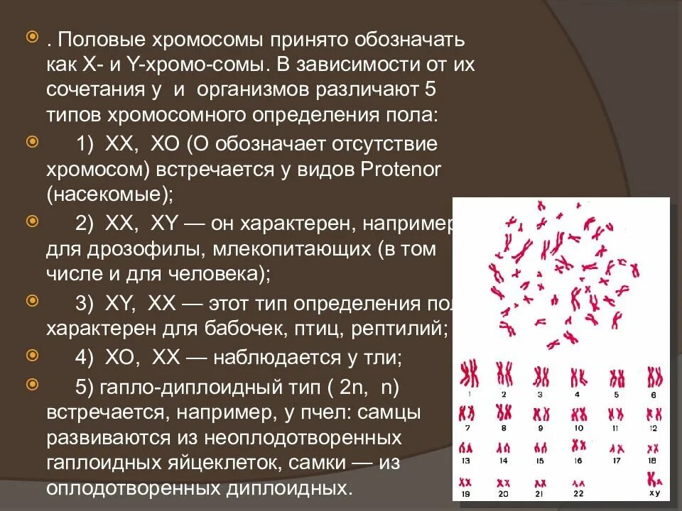 Типы хромосомного определения пола. Типы половых хромосом. Число половых хромосом у человека. Определите пол по набору хромосом.