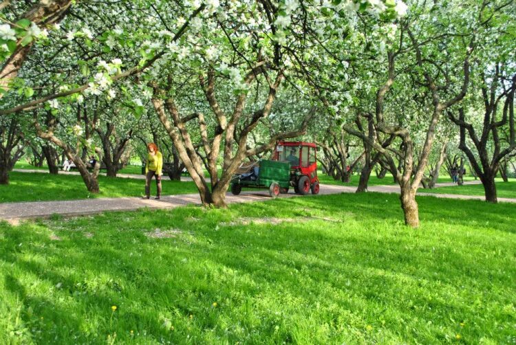 яблоневый сад филевский парк. яблоневый сад в одинцове. коломенское музей-заповедник яблоневый сад. коломенское музей-заповедник яблоневый сад. яблоневый сад кузьминки.