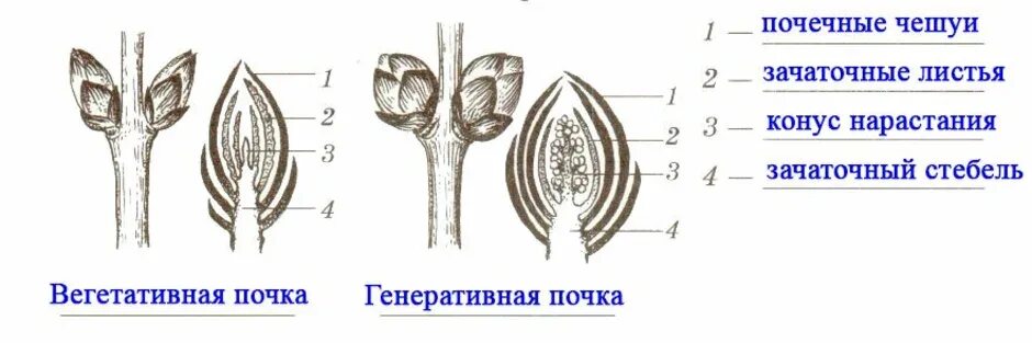 Вегетативная почка на побеге. Строение генеративной почки побега. Строение побега зачаточный стебель. Строение вегетативной и генеративной почки. Строение почки 6 класс биология рисунок.