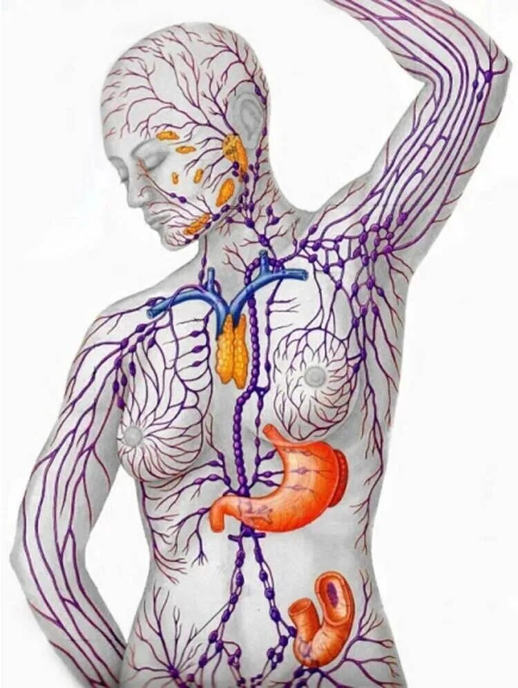 Лимфатическая система человека. Лимфа и лимфоузлы. Что такое лимфа у человека. Лимфа тизими. Рисунок лимфатической системы