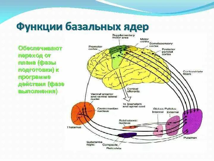 Ядра полушарий большого мозга. Функции подкорковых ядер. Базальные ядра полушарий большого мозга. Подкорковые ядра головного мозга функции. Базальные ядра головного мозга функции.