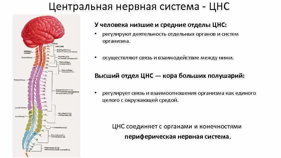 Строение ЦНС человека схема. Центральная нервная система структура отделы и функции. ЦНС таблица спинной мозг головной мозг. Строение нервной системы головной и спинной мозг и их функции. Органы центральной и периферической нервной системы