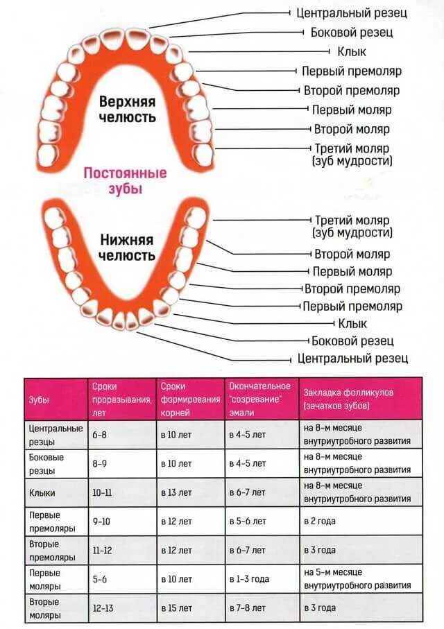 В 3 года сколько зубов должно быть. Коренные зубы у детей порядок прорезывания и Возраст. Схема прорезывания молочных зубов. Порядок прорезания молочных зубов. Зубы ребенка схема прорезывания зубов.
