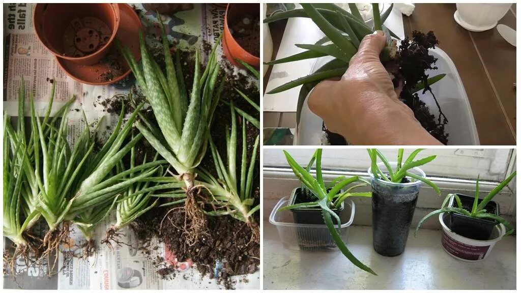 Черенки алоэ столетника. Столетник как размножить. Черенки алоэ столетника. Черенкование алоэ. Укоренить столетник.