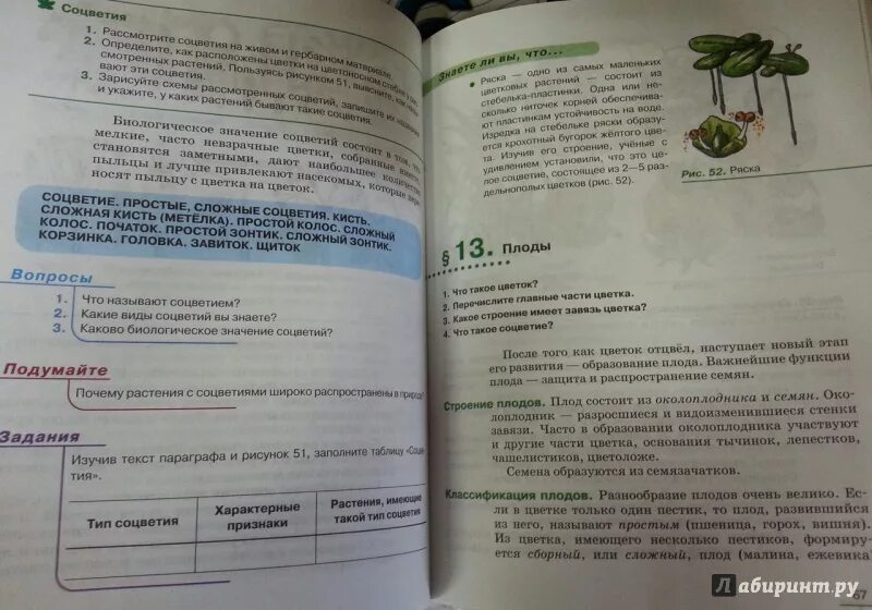 Пасечник многообразие покрытосеменных. Параграф 13 биология 6 класс Пасечник. Биология 6 класс Пасечник 1 параграф. Биология 6 класс учебник Пасечник параграф плоды. Биология 6 класс Пасечник 6 параграф.