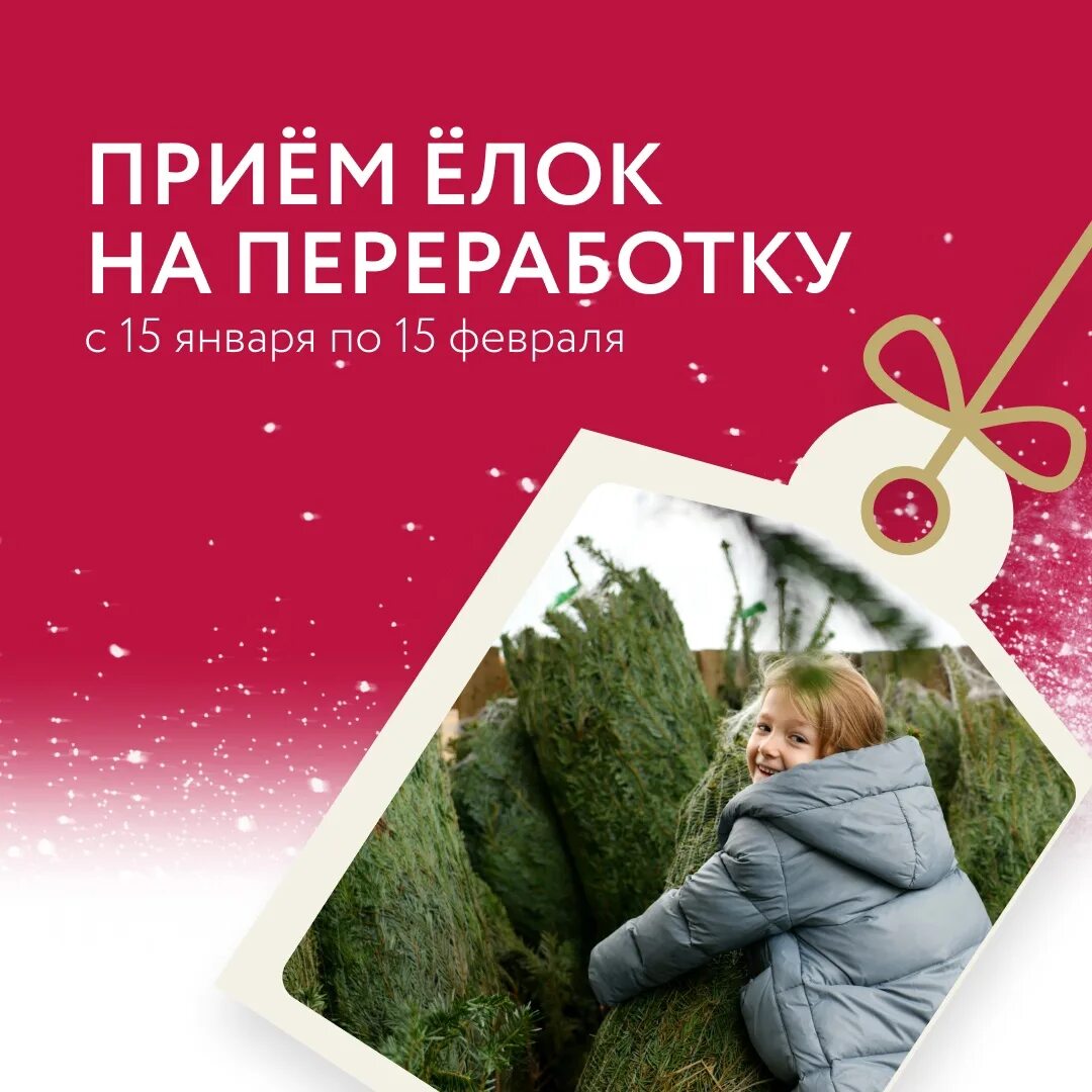 Подари елке вторую жизнь. Подари елке вторую жизнь