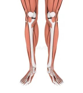 Human leg