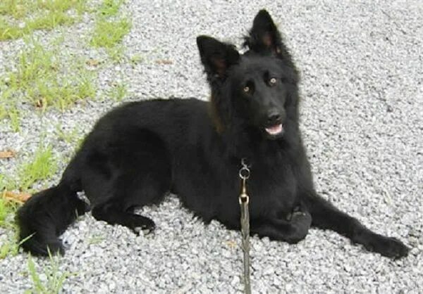 Belgian Shepherd, Shepherd Dog nel 2025 Cuccioli di cani, Cane da pastore, Cani