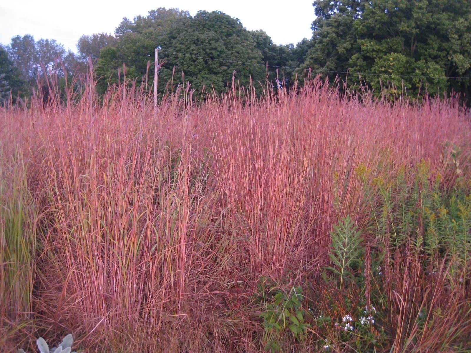 Бородач джерарда (andropogon). Трава бородач. Злак бородач жерарда. Злаки кострец бородач. Трава бородач.