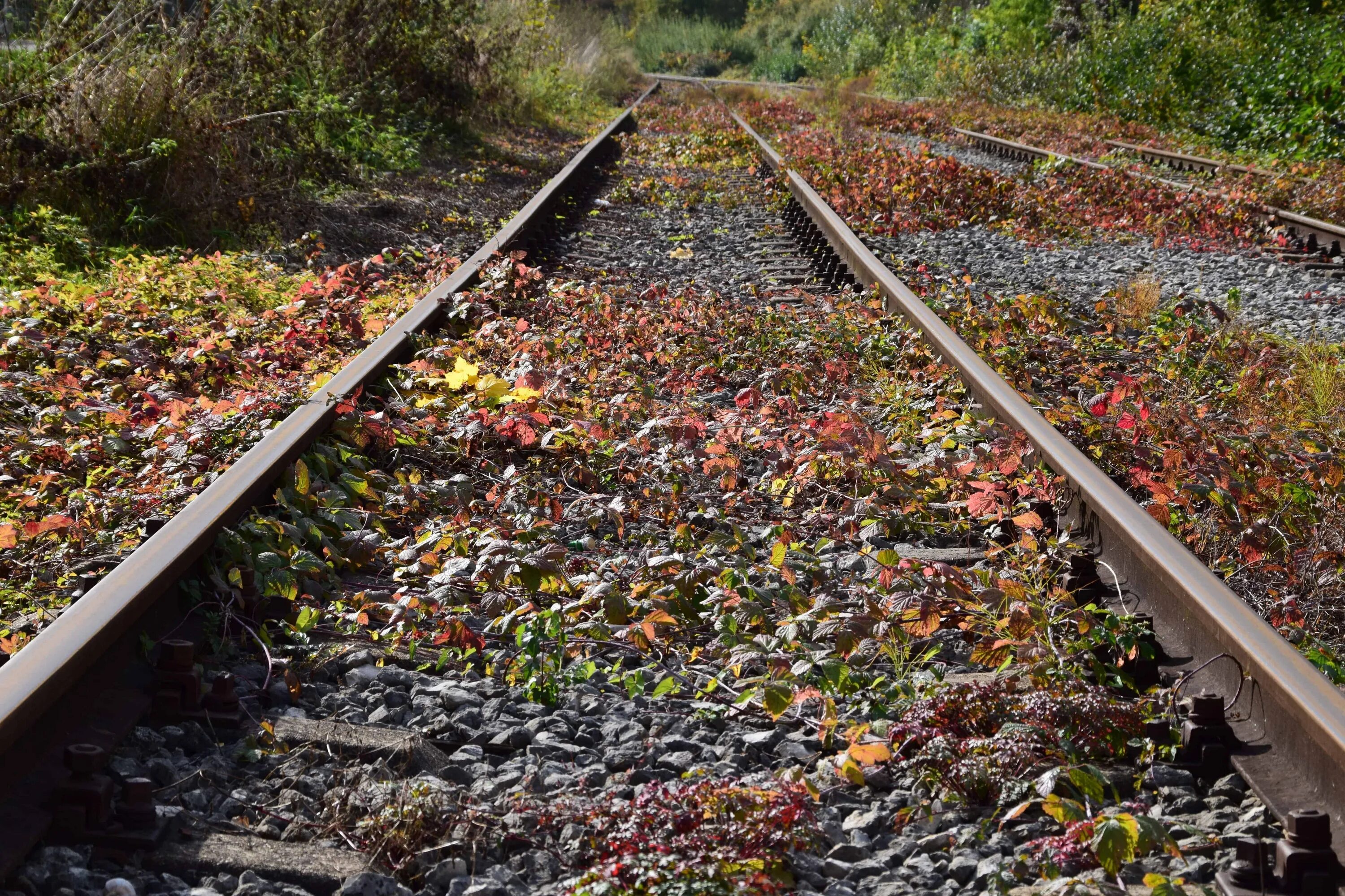 Осенний Полустанок. Растение у железной дороги. Камни на ЖД путях. Камешки для дороги поезда.