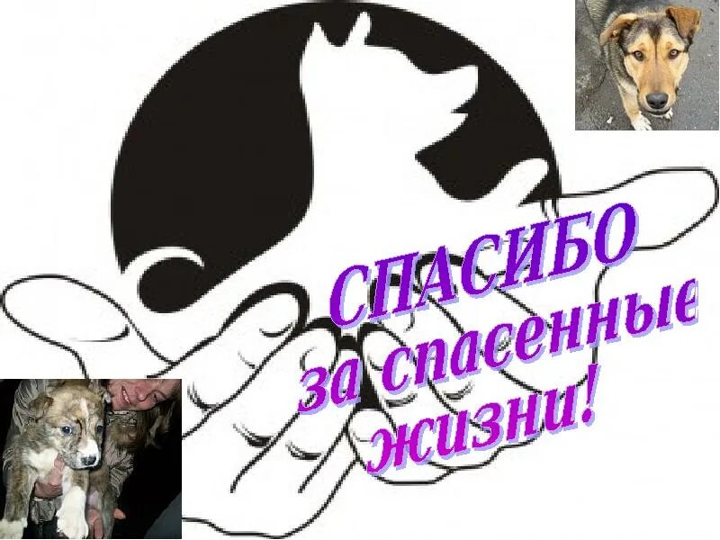 Акция покорми животных. Данко волонтерский отряд. акция покорми собаку. волонтерский отряд данко эмблема.