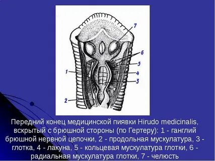 Передний конец