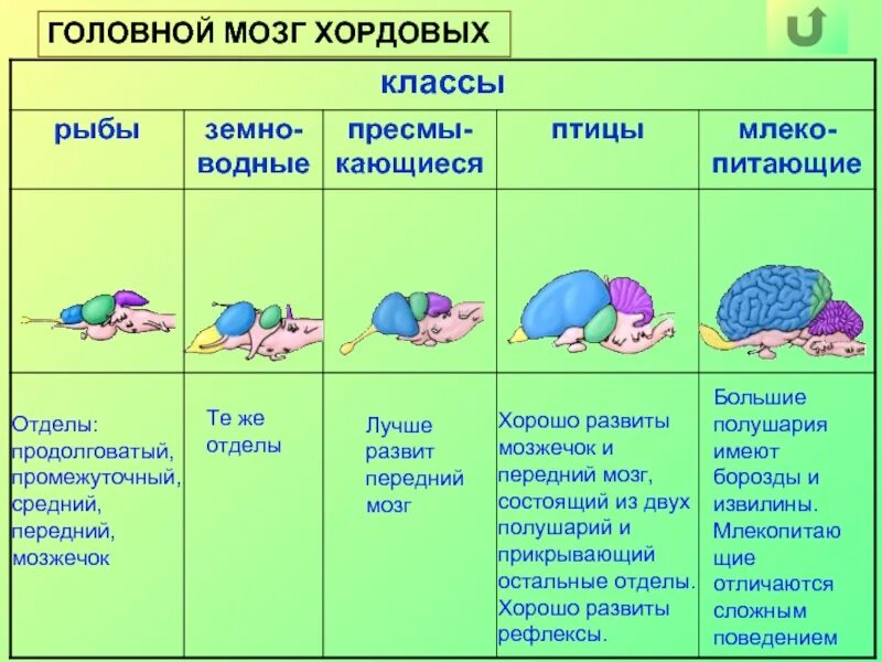 Сравнение головного мозга хордовых таблица. Строение головного мозша различныххордовых. Эволюция головного мозга хордовых таблица. Строение головного мозга хордовых животных.