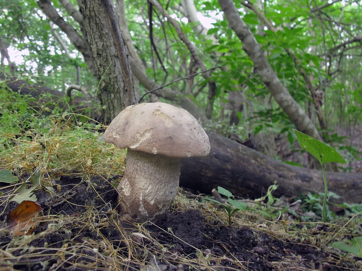 Белый гриб корень. Подберёзовик твердоватый Leccinum duriusculum. Обабок Дальневосточный гриб. Обабок твердоватый. Синий корень гриб в Ставрополье.