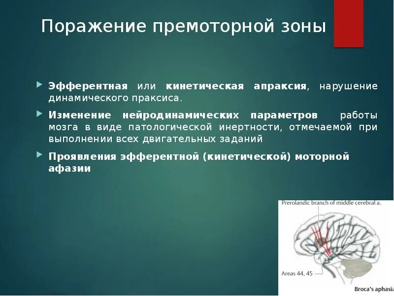 Поражения корково мозга. Динамический Праксис зона мозга. Синдромы поражения премоторных отделов коры. Нарушение динамического праксиса. Центр праксиса в головном мозге.