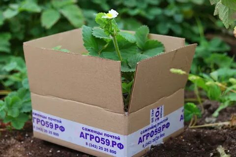 Саженцы почтой