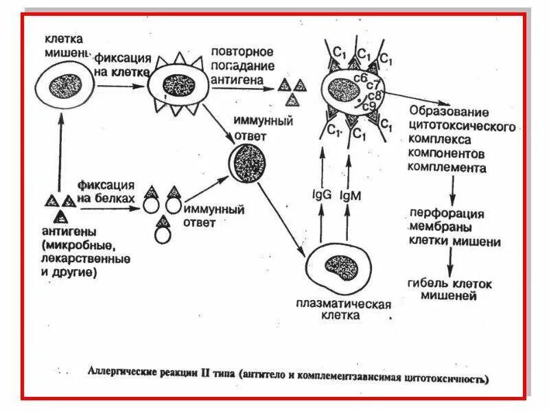 Схема иммунного ответа аллергия иммунология. Иммунный ответ на аллергию. Патология иммунной системы аллергия. Аллергия схема.