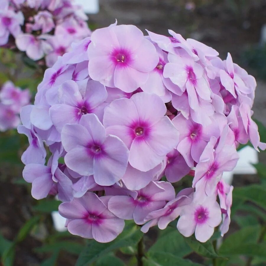 Флокс метельчатый. Флокс метельчатый spätsommer. Флокс метельчатый 'монплезир'. Флоксы метельчатые многолетние. Сорта флоксы описанием.