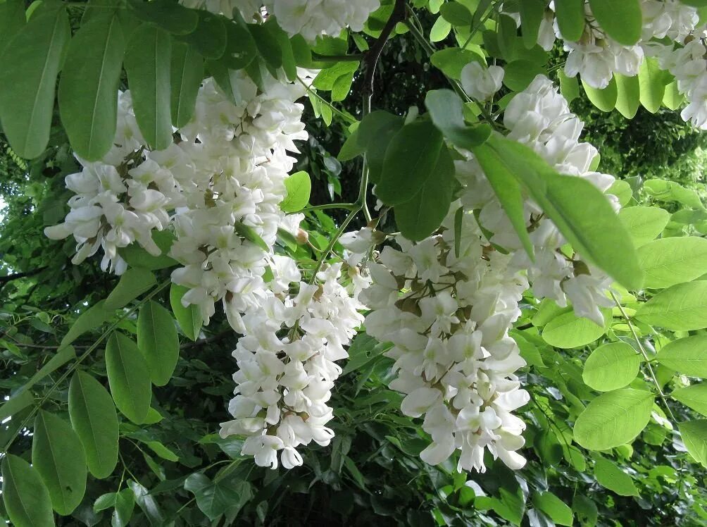 перец душистый горошек растение. босвеллия священная. ароматное дерево. ароматное дерево. пимента кистевидная.