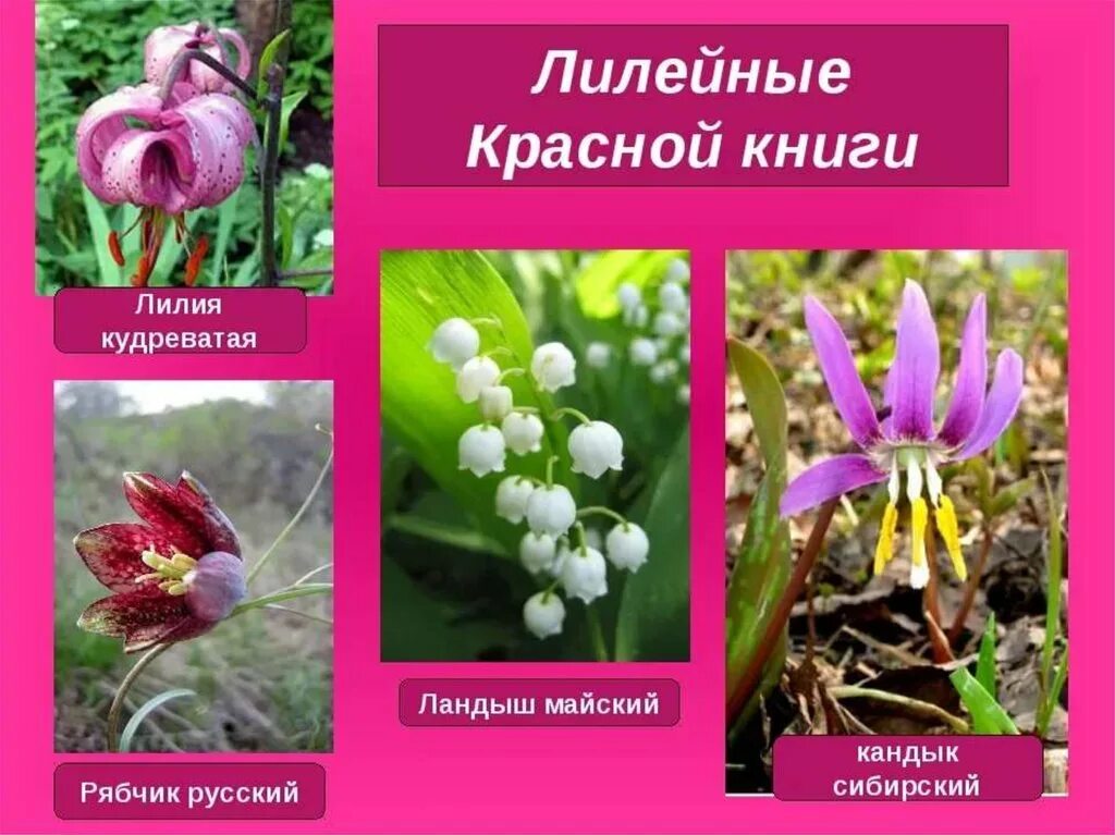 Лук покрытосеменное растение