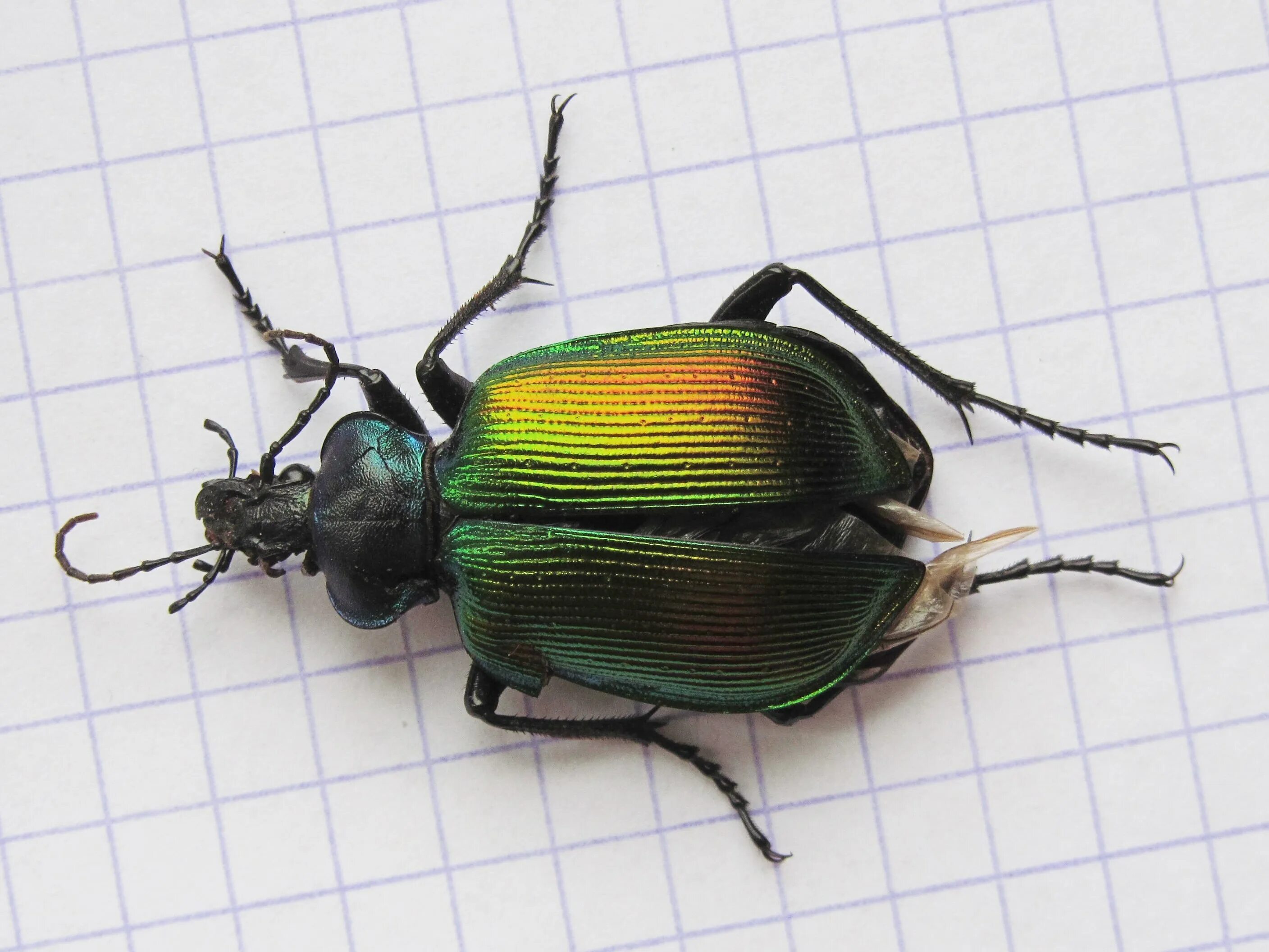 Красотел пахучий питание. Жук жужелица. Красотел пахучий (calosoma sycophanta). Красотел пахучий питание. Жужелица красотел.